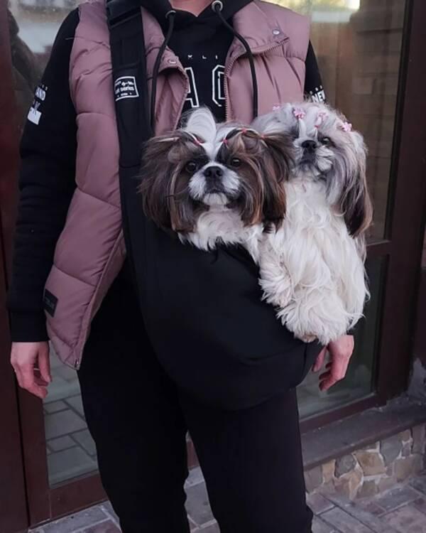 Puppy Dogs