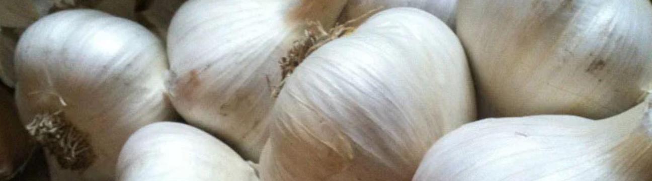 Mad River Garlic Growers