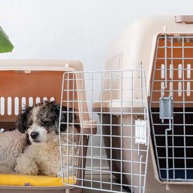 Smallcage Fordogs