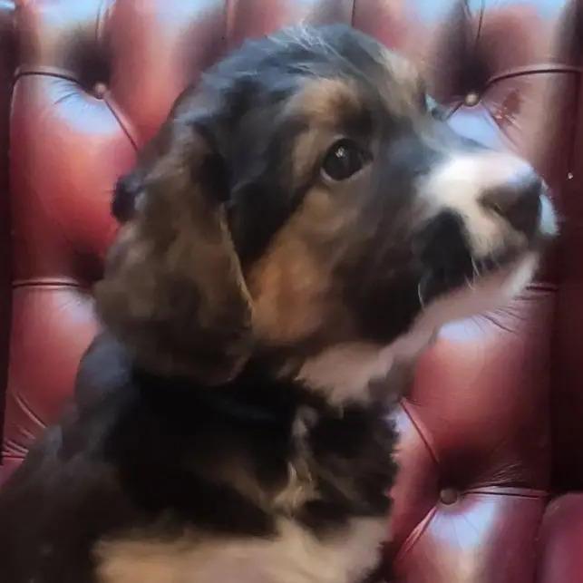 Dog For Sale