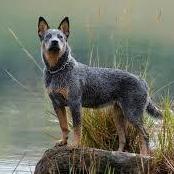 loveyourpets