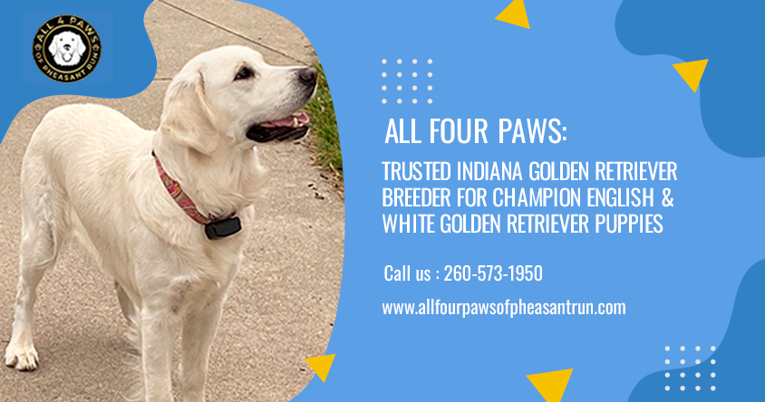 Trusted Indiana Golden Retriever Breeder for Champion English & White Golden Retriever Puppies