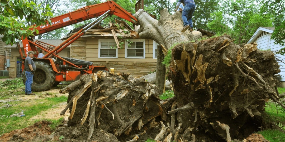 Trust Affordable Tree Service for All Your Needs