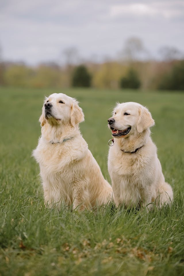 #1European Champion English Golden Retrievers in Indiana, Michigan, Chicago, Florida - All four Paws