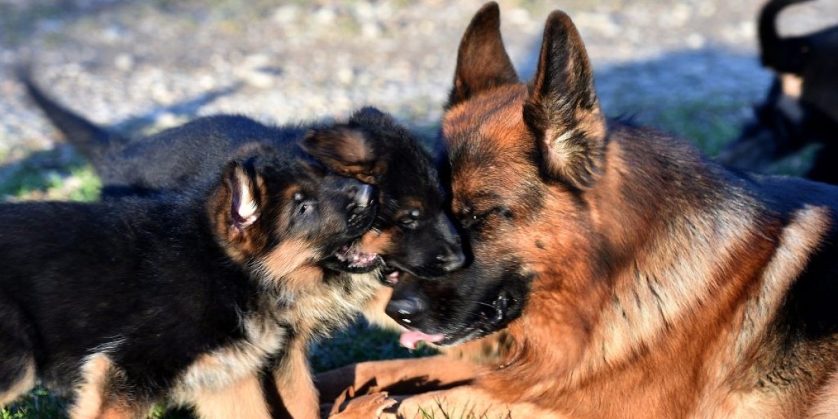 Deutscher Schäferhund Welpe Kaufen: Ein Ratgeber für zukünftige Hundebesitzer