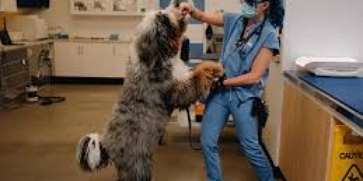 Winnipeg Vet Clinic Services for Complete Pet Wellness